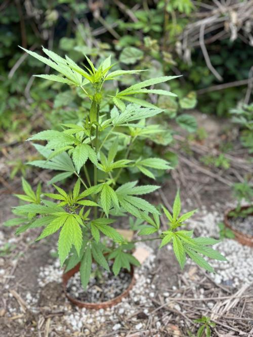 The Hobbit Hole Outdoor Grow 2026. Week 6