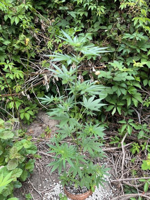 The Hobbit Hole Outdoor Grow 2026. Week 6