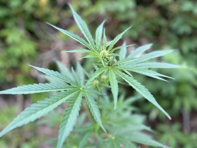 The Hobbit Hole Outdoor Grow 2026. Week 6