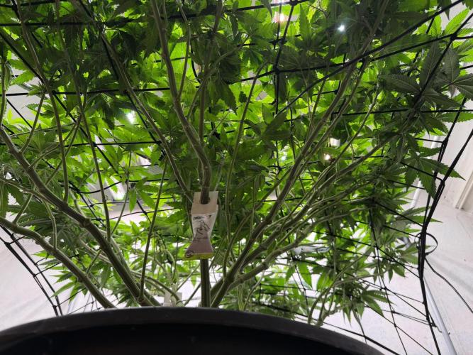Laughing Buddha | 720W | SCROG. Week 15