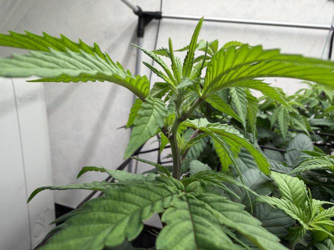 Laughing Buddha | 720W | SCROG. Week 15