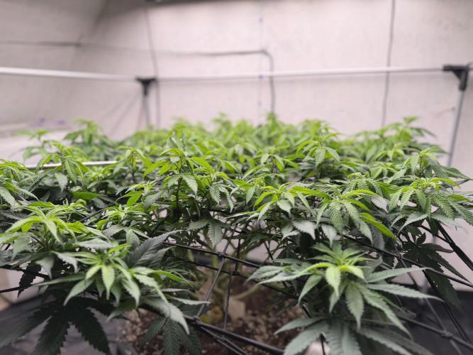 Laughing Buddha | 720W | SCROG. Week 15