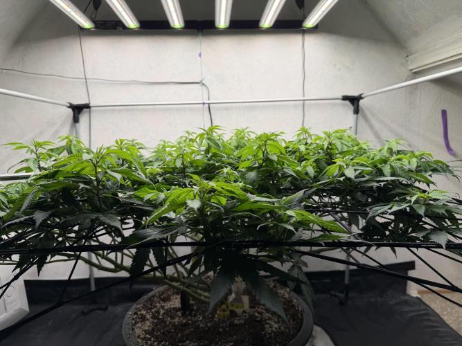 Laughing Buddha | 720W | SCROG. Week 15