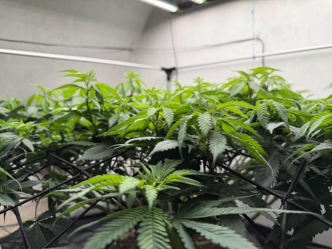 Laughing Buddha | 720W | SCROG. Week 15