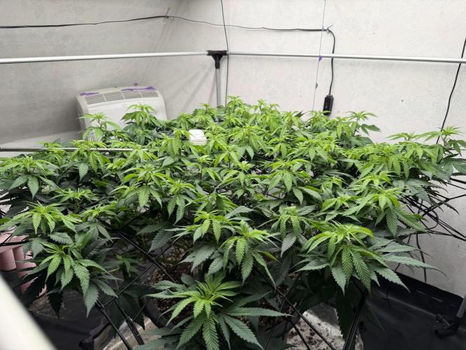 Laughing Buddha | 720W | SCROG. Week 15