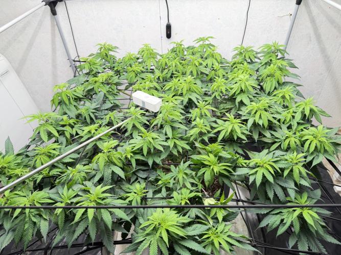 Laughing Buddha | 720W | SCROG. Week 15
