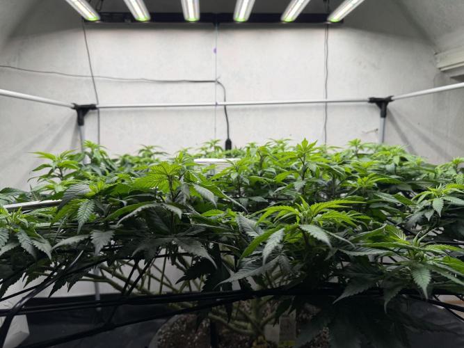 Laughing Buddha | 720W | SCROG. Week 15