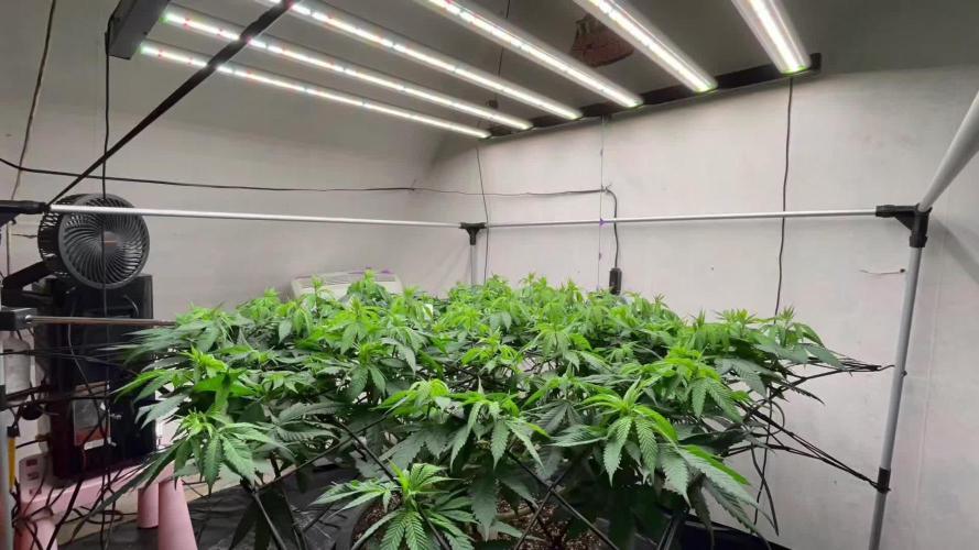 Laughing Buddha | 720W | SCROG
