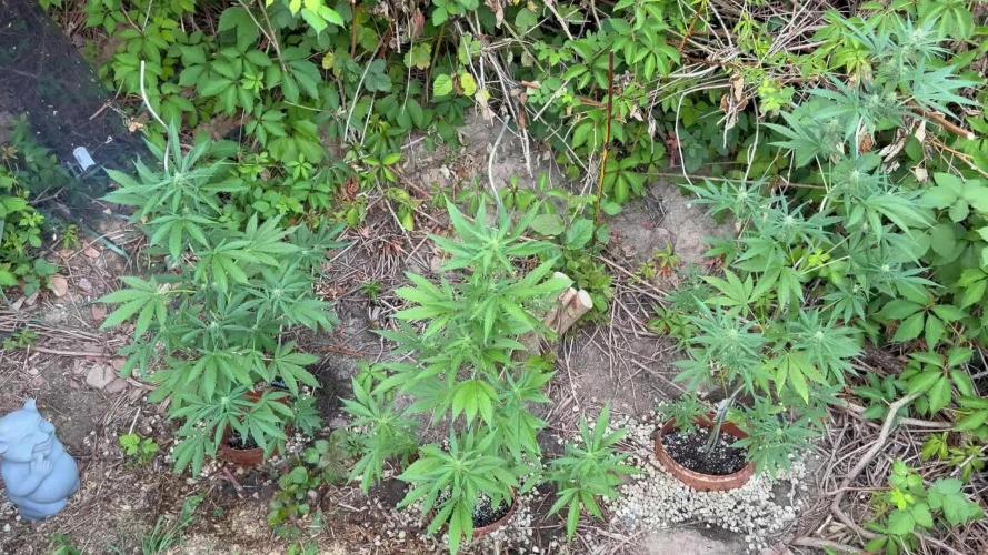The Hobbit Hole Outdoor Grow 2026