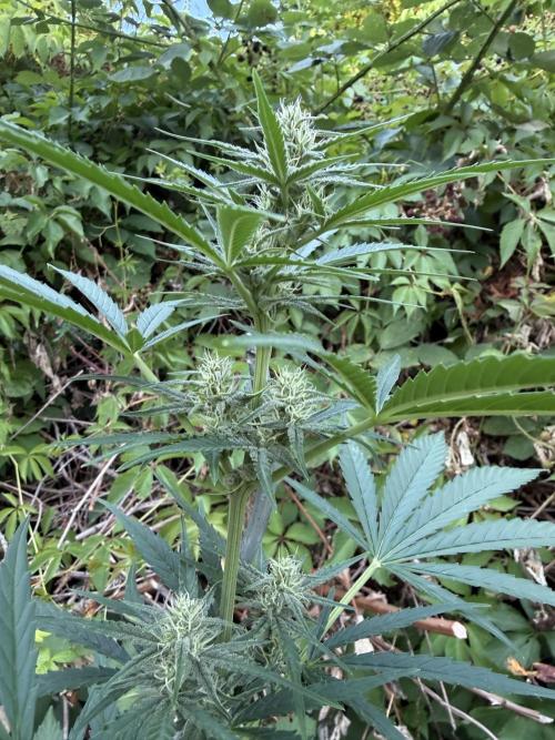 The Hobbit Hole Outdoor Grow 2026. Week 7