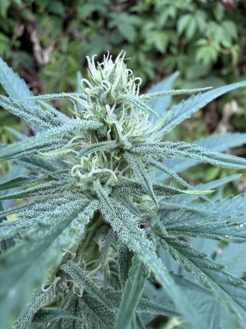 The Hobbit Hole Outdoor Grow 2026. Week 7
