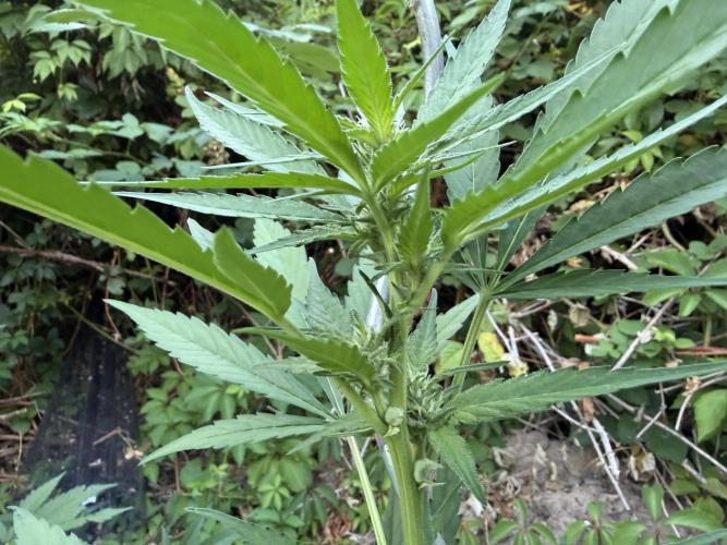 The Hobbit Hole Outdoor Grow 2026. Week 7