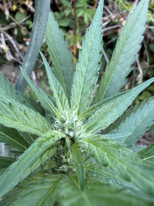 The Hobbit Hole Outdoor Grow 2026. Week 7