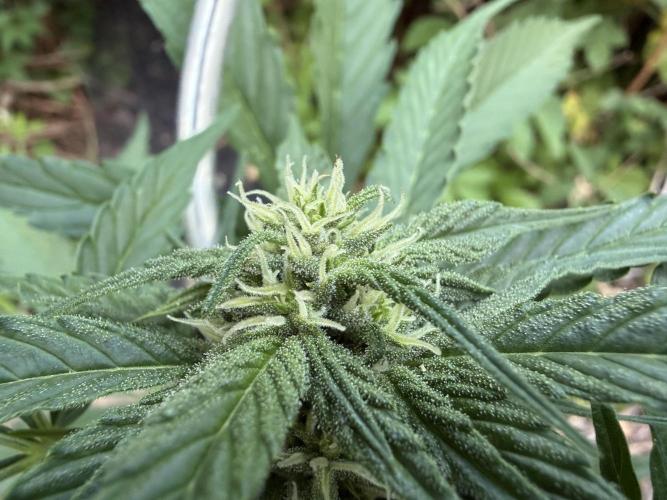The Hobbit Hole Outdoor Grow 2026. Week 7