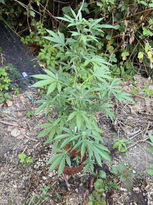 The Hobbit Hole Outdoor Grow 2026. Week 7