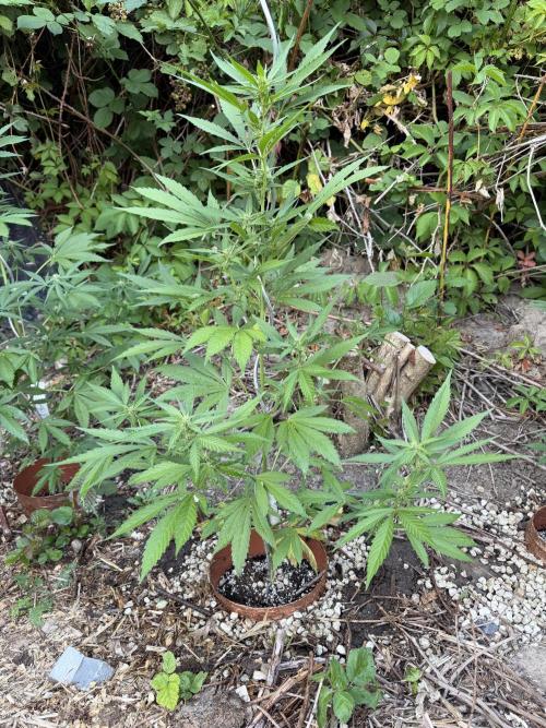 The Hobbit Hole Outdoor Grow 2026. Week 7