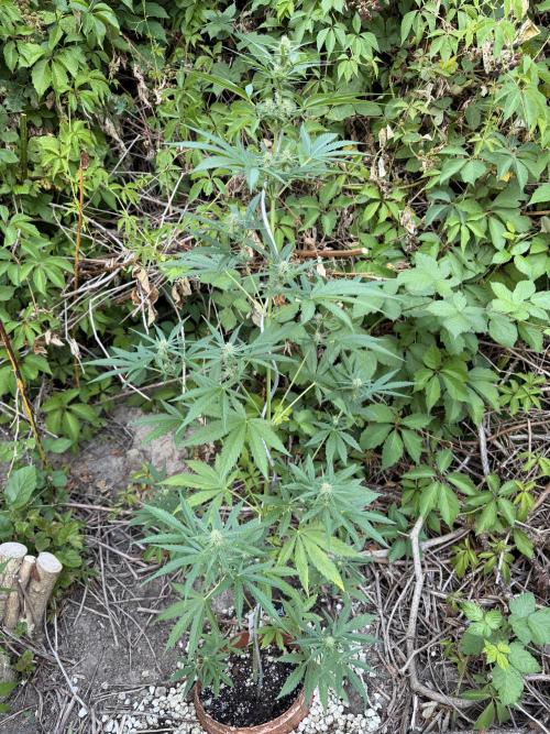 The Hobbit Hole Outdoor Grow 2026. Week 7