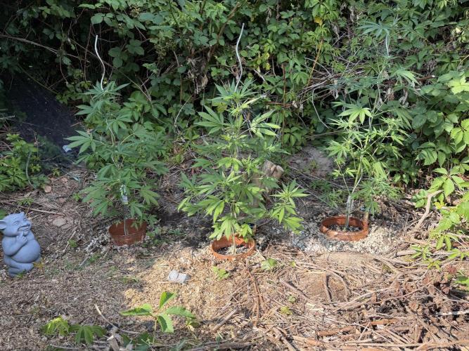 The Hobbit Hole Outdoor Grow 2026. Week 7