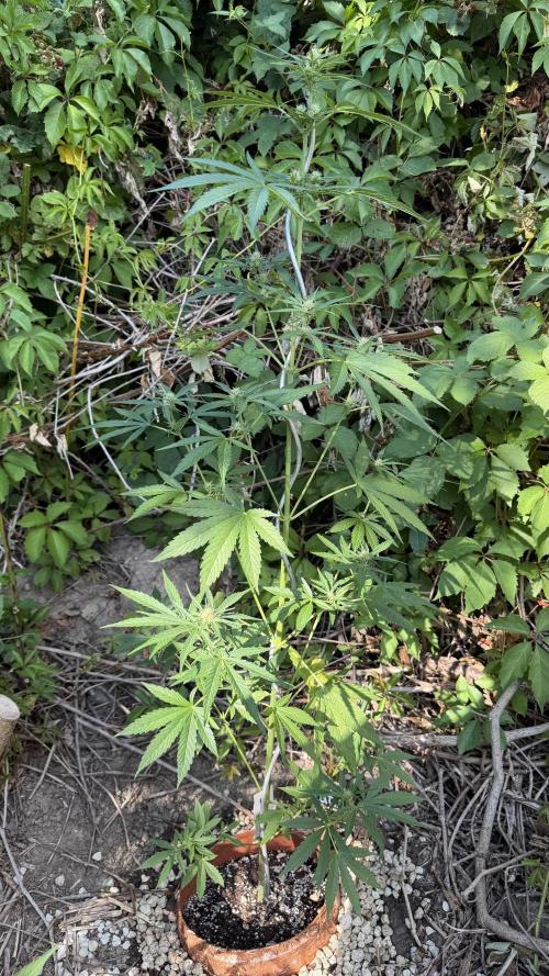 The Hobbit Hole Outdoor Grow 2026. Week 7