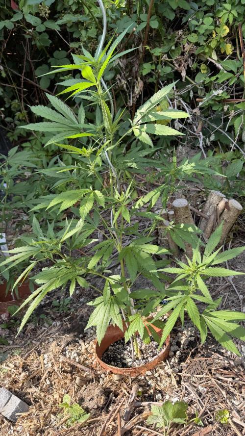 The Hobbit Hole Outdoor Grow 2026. Week 7