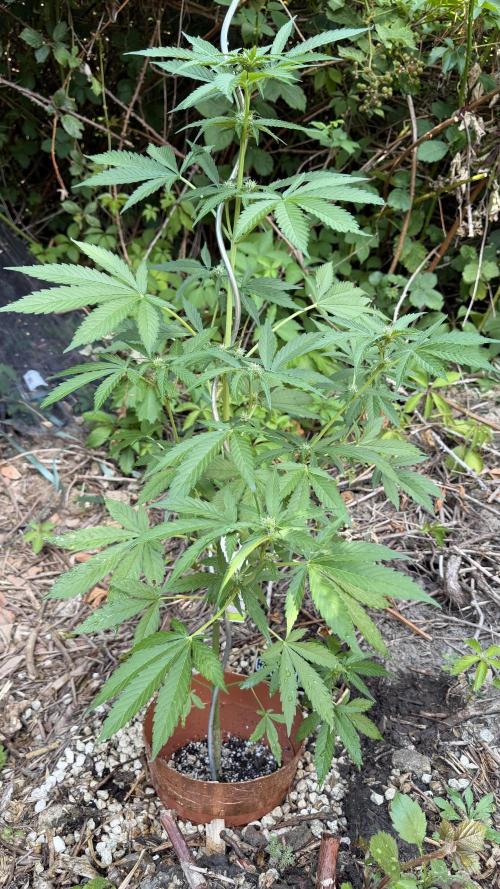 The Hobbit Hole Outdoor Grow 2026. Week 7