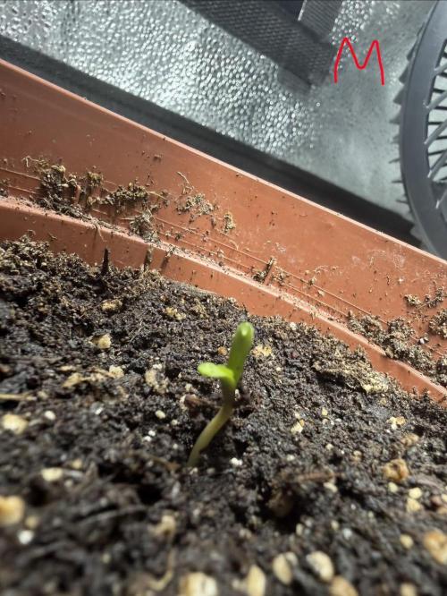 AUTO MALAWI X N.LIGHTS. Week 0