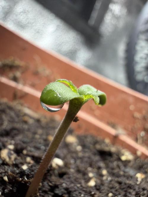 Auto Malawi x Northern Lights Fem. Week 0