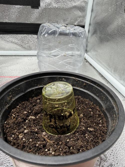 Zamaldelica Auto. Week 0