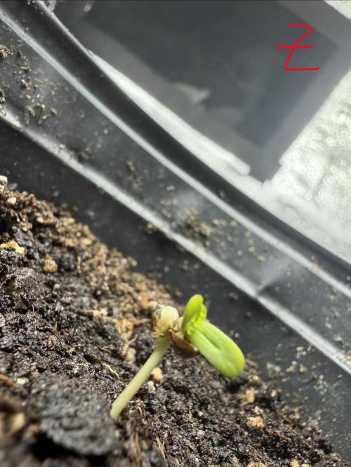 Zamaldelica Auto. Week 0