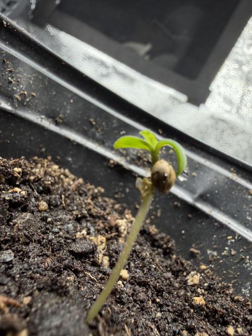 Zamaldelica Auto. Week 0