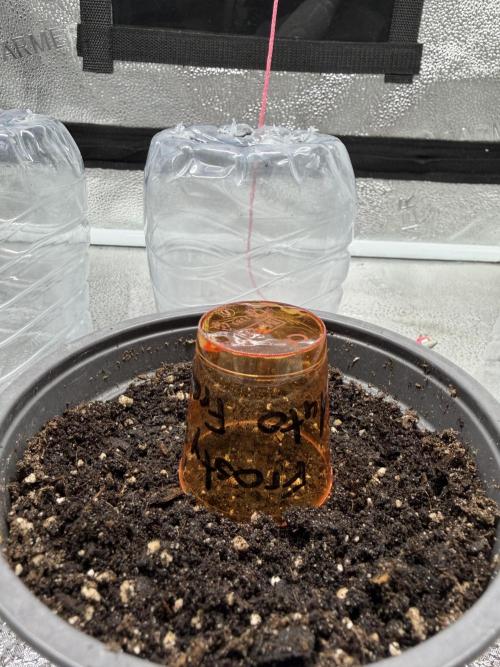 Frosty‘s Auto Freak. Week 0