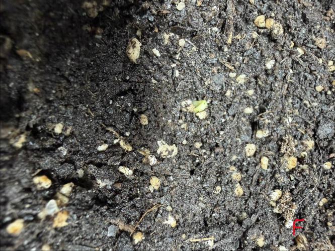 Frosty‘s Auto Freak. Week 0