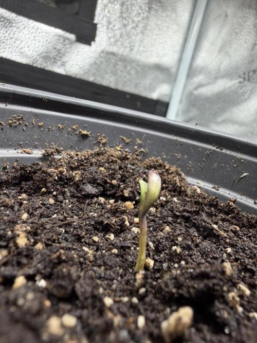 Frosty‘s Auto Freak. Week 0