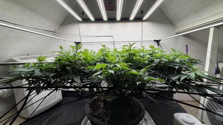 Laughing Buddha | 720W | SCROG. Week 16