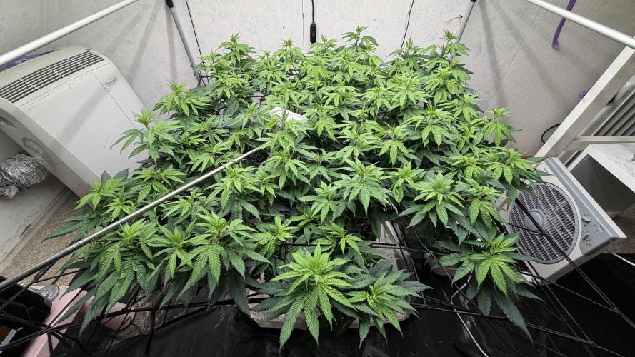 Laughing Buddha | 720W | SCROG. Week 16