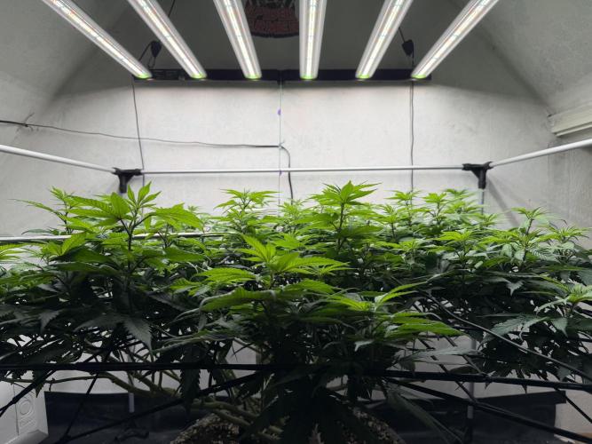 Laughing Buddha | 720W | SCROG. Week 16