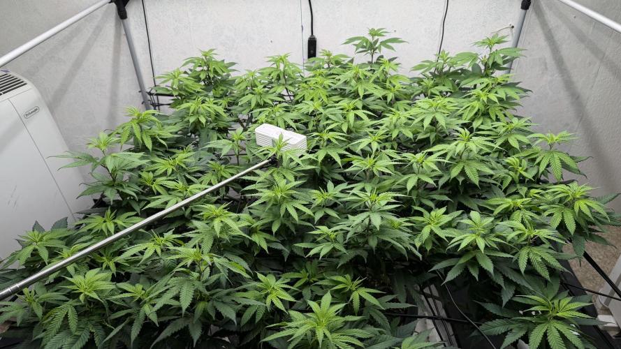 Laughing Buddha | 720W | SCROG. Week 16