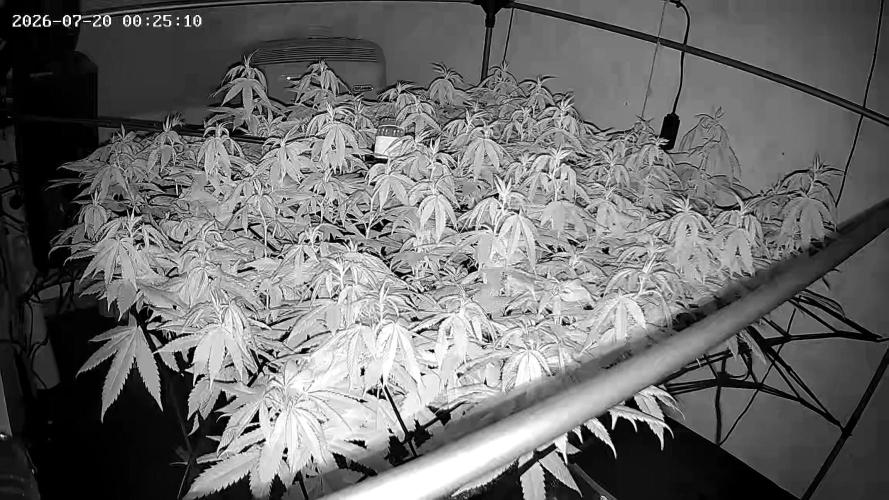 Laughing Buddha | 720W | SCROG. Week 16