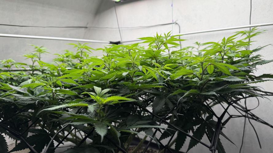 Laughing Buddha | 720W | SCROG. Week 16