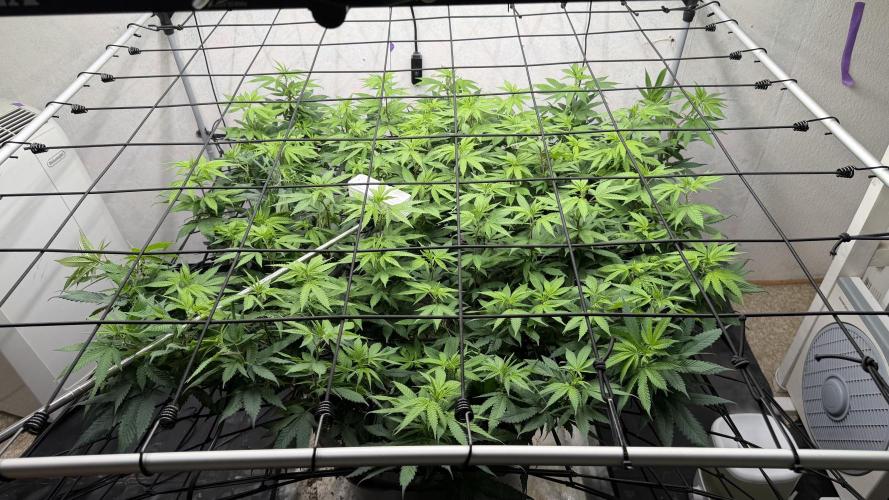 Laughing Buddha | 720W | SCROG. Week 16