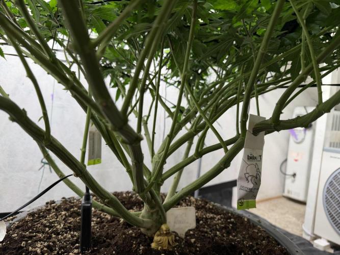 Laughing Buddha | 720W | SCROG. Week 16