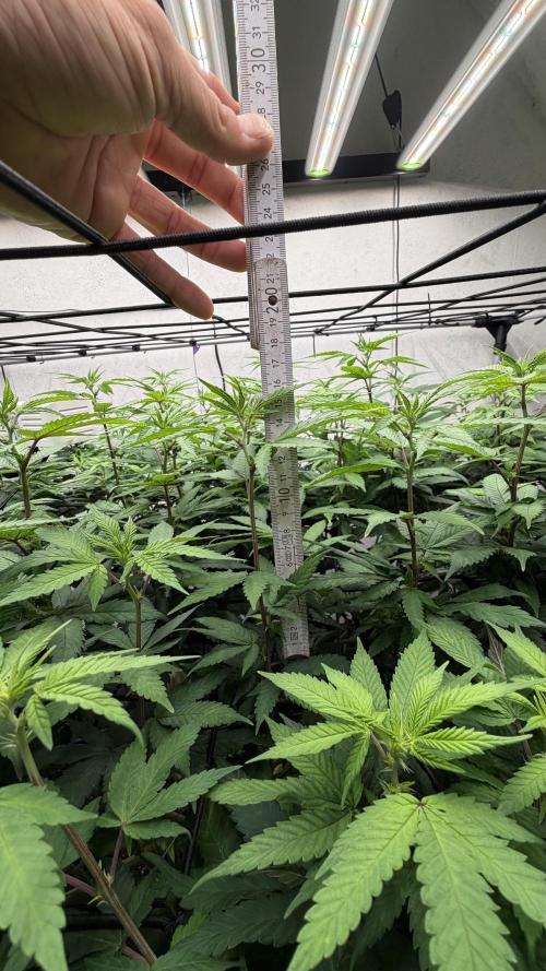 Laughing Buddha | 720W | SCROG. Week 16