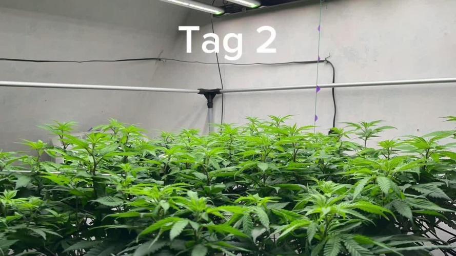 Laughing Buddha | 720W | SCROG