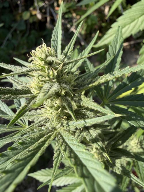 The Hobbit Hole Outdoor Grow 2026. Week 8
