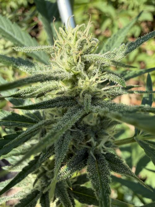 The Hobbit Hole Outdoor Grow 2026. Week 8