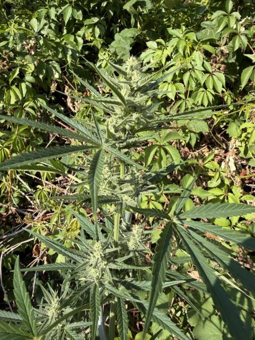 The Hobbit Hole Outdoor Grow 2026. Week 8