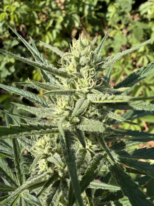 The Hobbit Hole Outdoor Grow 2026. Week 8