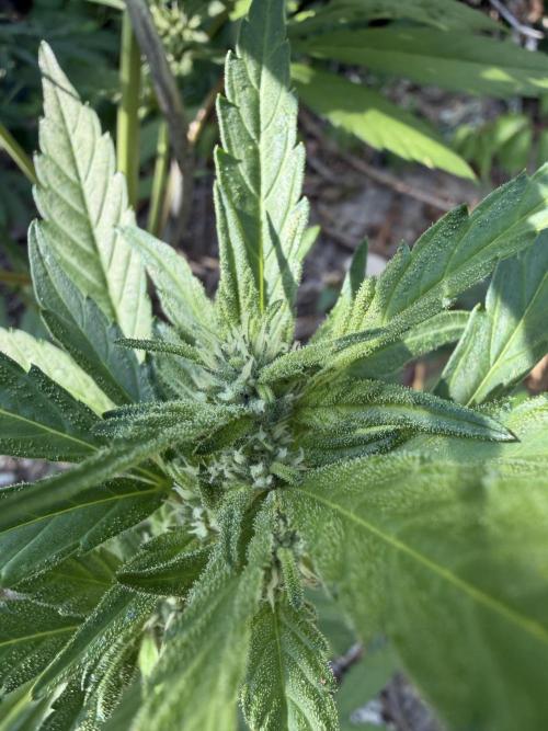 The Hobbit Hole Outdoor Grow 2026. Week 8