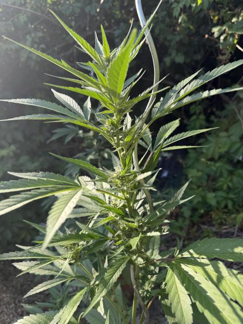 The Hobbit Hole Outdoor Grow 2026. Week 8