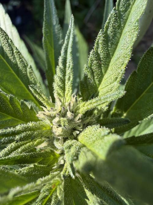 The Hobbit Hole Outdoor Grow 2026. Week 8